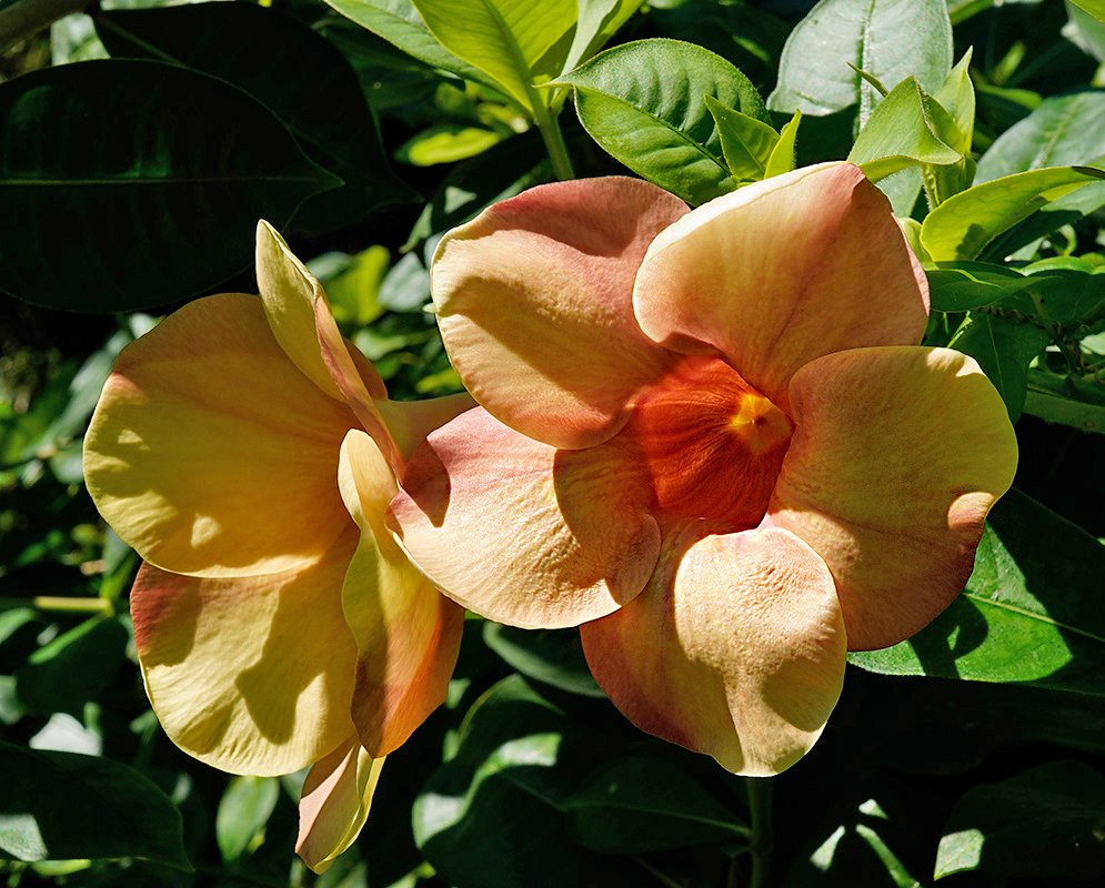 Two soft peach-colored Allamanda cathartica 'Hendersonii' flowers with pink and yellow shading, glowing in bright tropical sunlight among green leaves