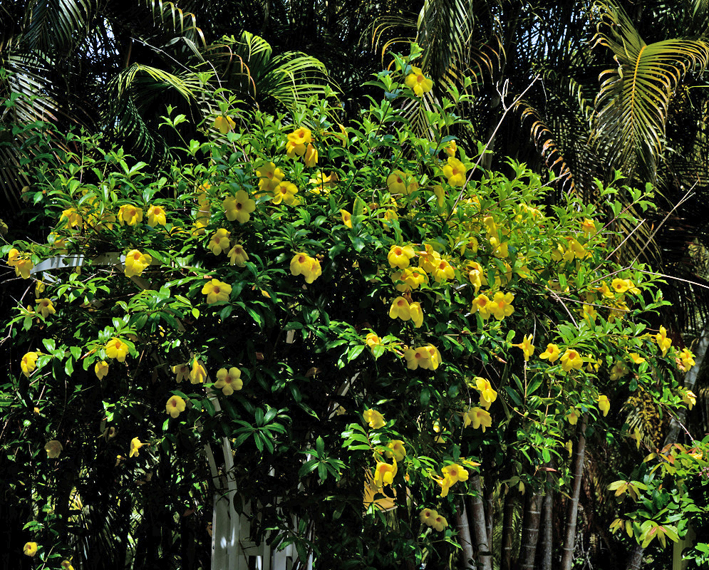 A large, flowering Allamanda cathartica 'Hendersonii' shrub covered in bright yellow trumpet-shaped blooms, growing lushly in tropical sun beside slender palm trees