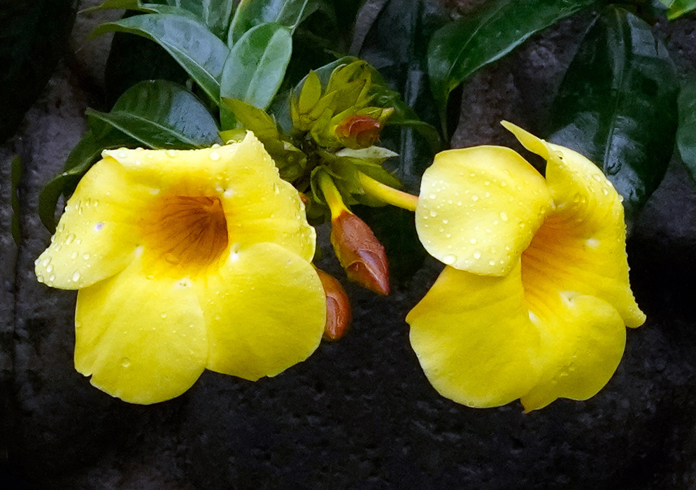 Two bright yellow Allamanda cathartica 'Hendersonii' flowers with raindrops on their petals, accompanied by reddish buds and glossy green leaves, against a dark background