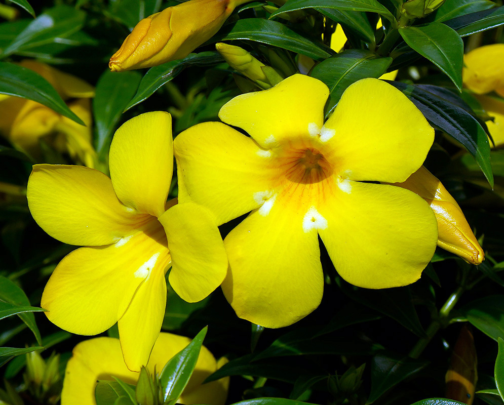 Two vibrant yellow Allamanda cathartica 'Hendersonii' flowers in full bloom, each with five rounded petals and distinct white markings near the center, set against glossy green foliage