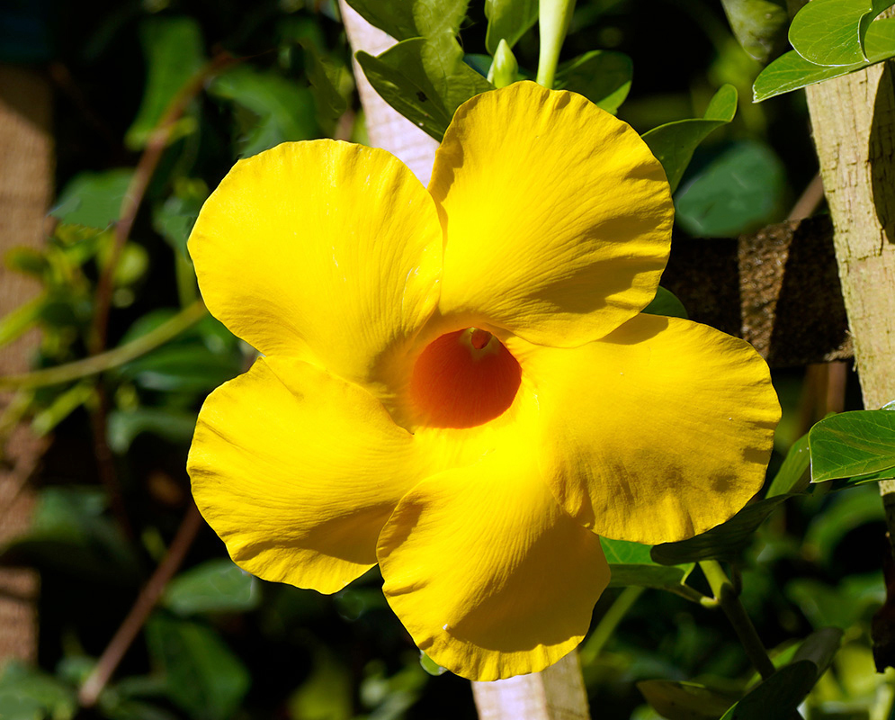 Bright yellow Allamanda cathartica 'Hendersonii' flower in full sun, displaying its trumpet shape and deep orange center against a background of green leaves and wooden trellis