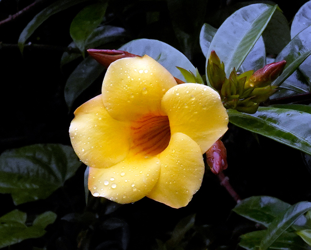 Close-up of a vibrant yellow Allamanda cathartica 'Hendersonii' flower covered in rain droplets, with shiny dark green leaves and unopened reddish buds in the background