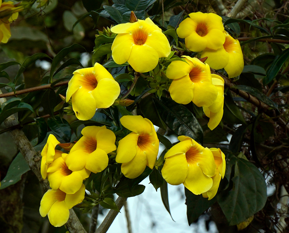 Abundant yellow Allamanda cathartica 'Hendersonii' flowers clustered on woody stems, with glossy dark green leaves in a tropical forest setting