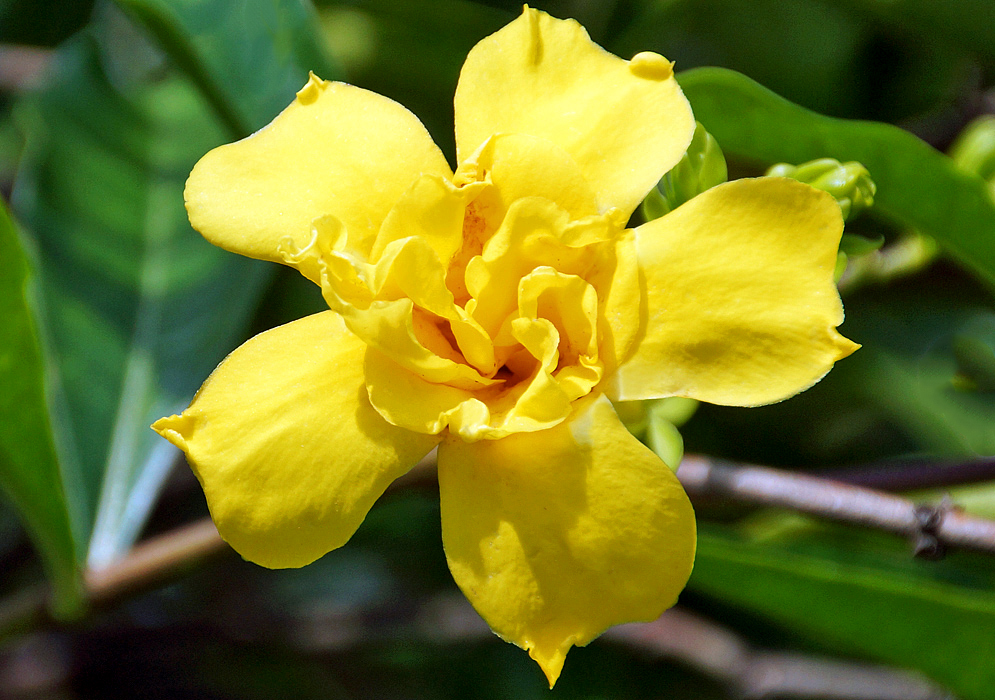 Beautiful double yellow Allamanda cathartica flower shining in sunlight