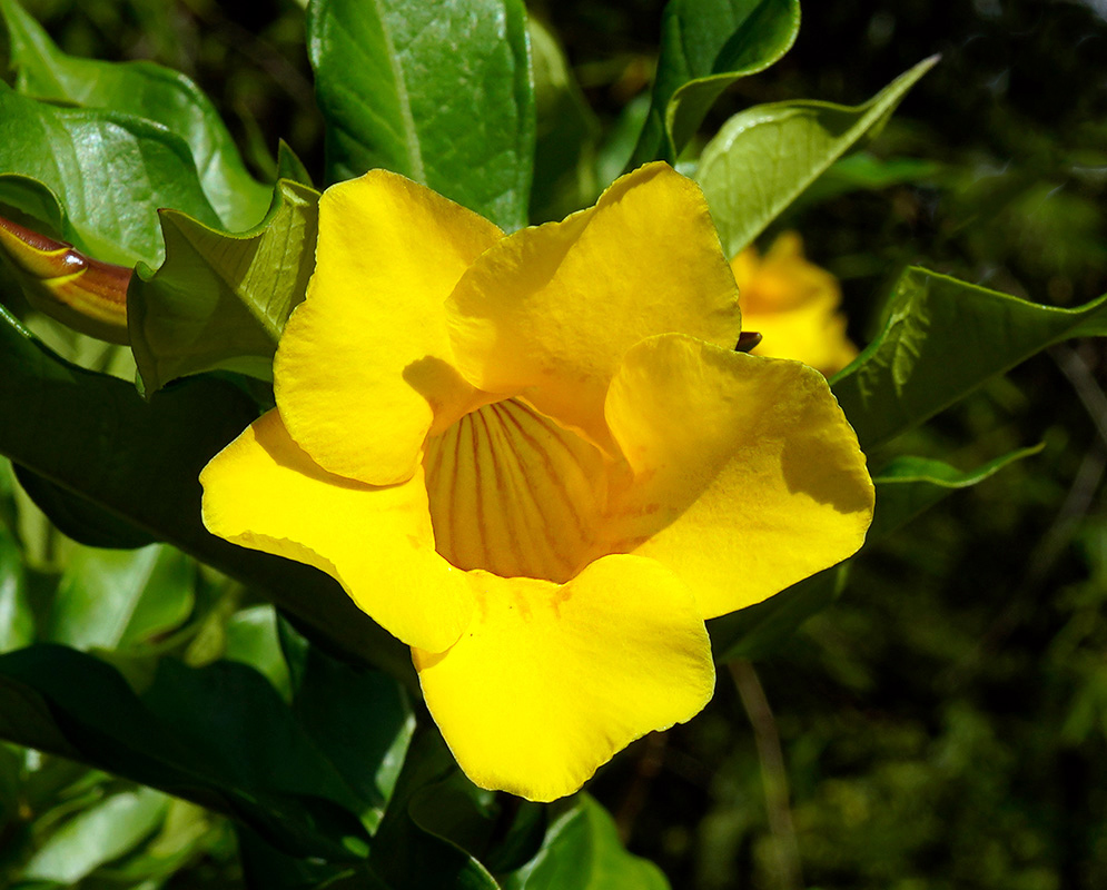 Bright yellow Allamanda cathartica trumpet-shaped flowers with deep grooves and glossy green foliage in the background