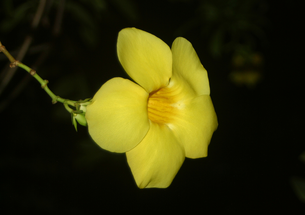 Allamanda cathartica var. hendersonii  golden trumpet yellow flower at night
