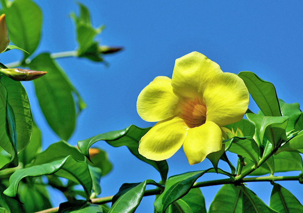Sunny yellow Allamanda flower in front of a dark blue sky backdrop
