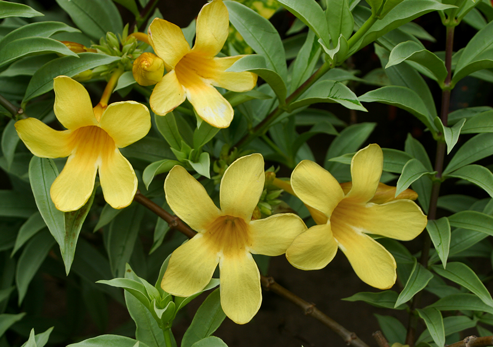 Four yellow Allamanda schottii compacta flowers under shade