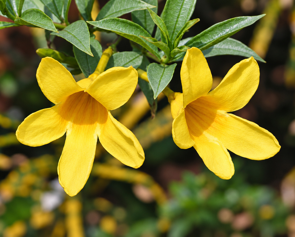 Allamanda schottii Compacta Golden Flowers Allamanda schottii Compacta bears golden yellow trumpet-shaped flowers above a compact leafy stem