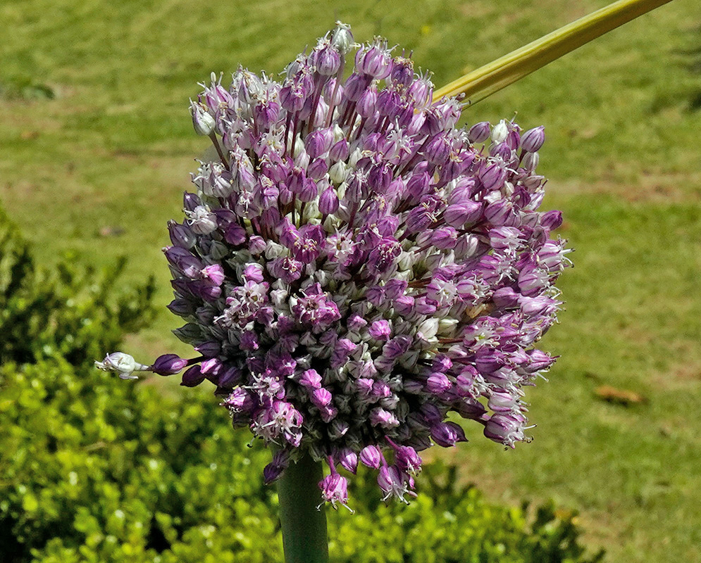 Allium ascalonicum flower buds Dense cluster of purple and white Allium ascalonicum flower buds beginning to bloom on a tall green stalk with a blurred lawn background