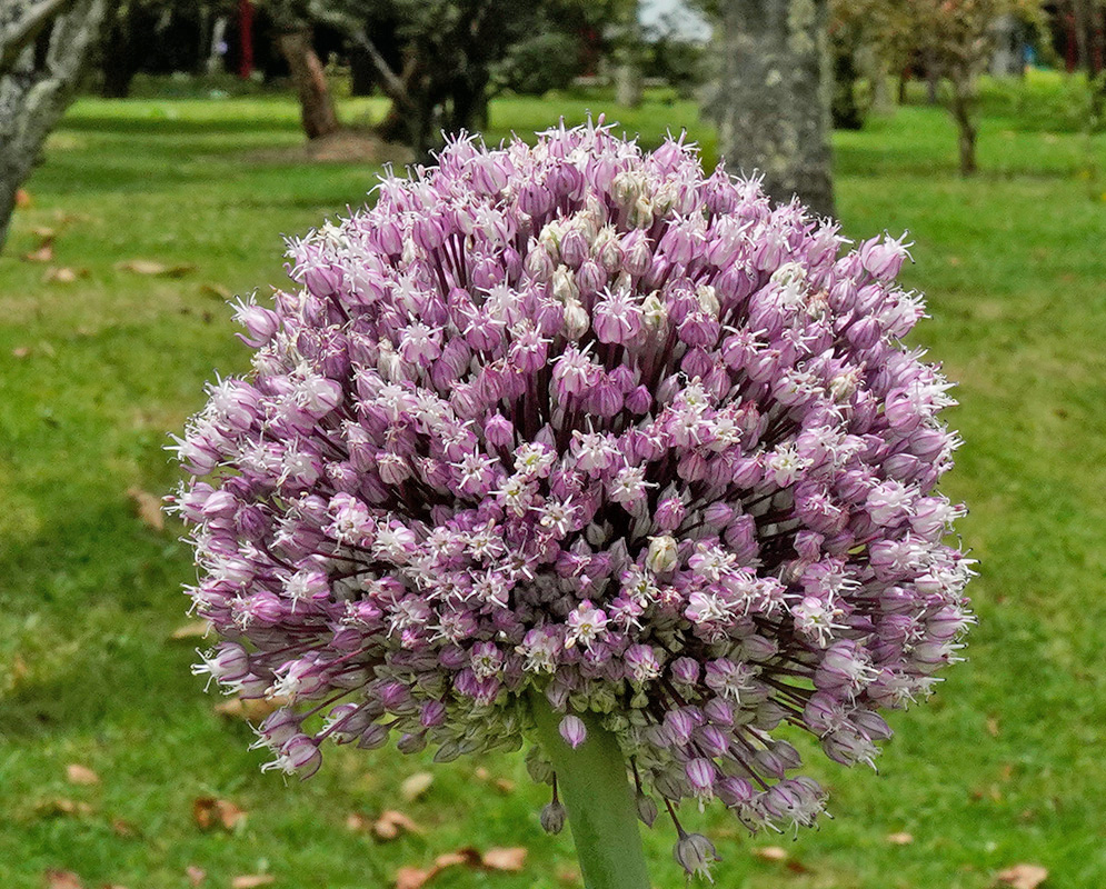 Allium ascalonicum inflorescence Fully developed spherical inflorescence of Allium ascalonicum with hundreds of small purple flowers and white stamens, growing in a grassy garden setting