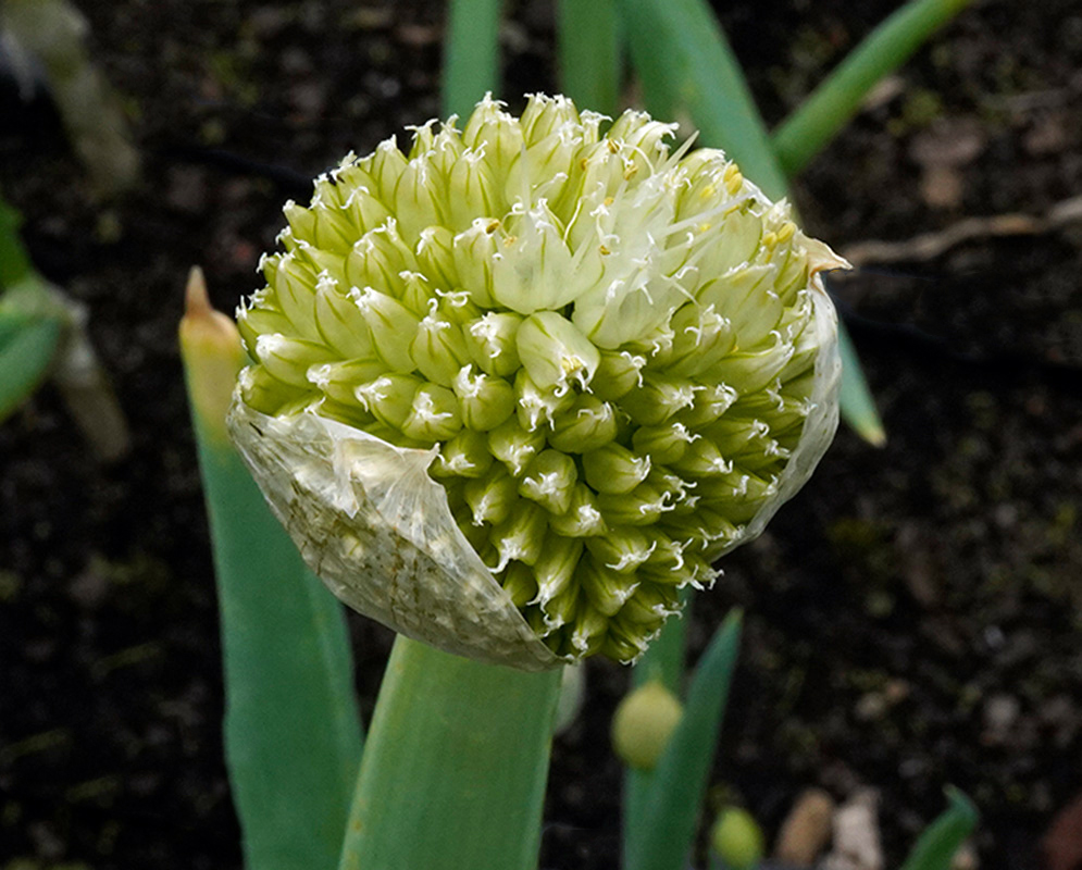 Allium fistulosum – Dense Flower Head Compact inflorescence of Allium fistulosum with numerous tightly packed yellow-green flower buds and emerging white filaments, partially surrounded by a papery bract