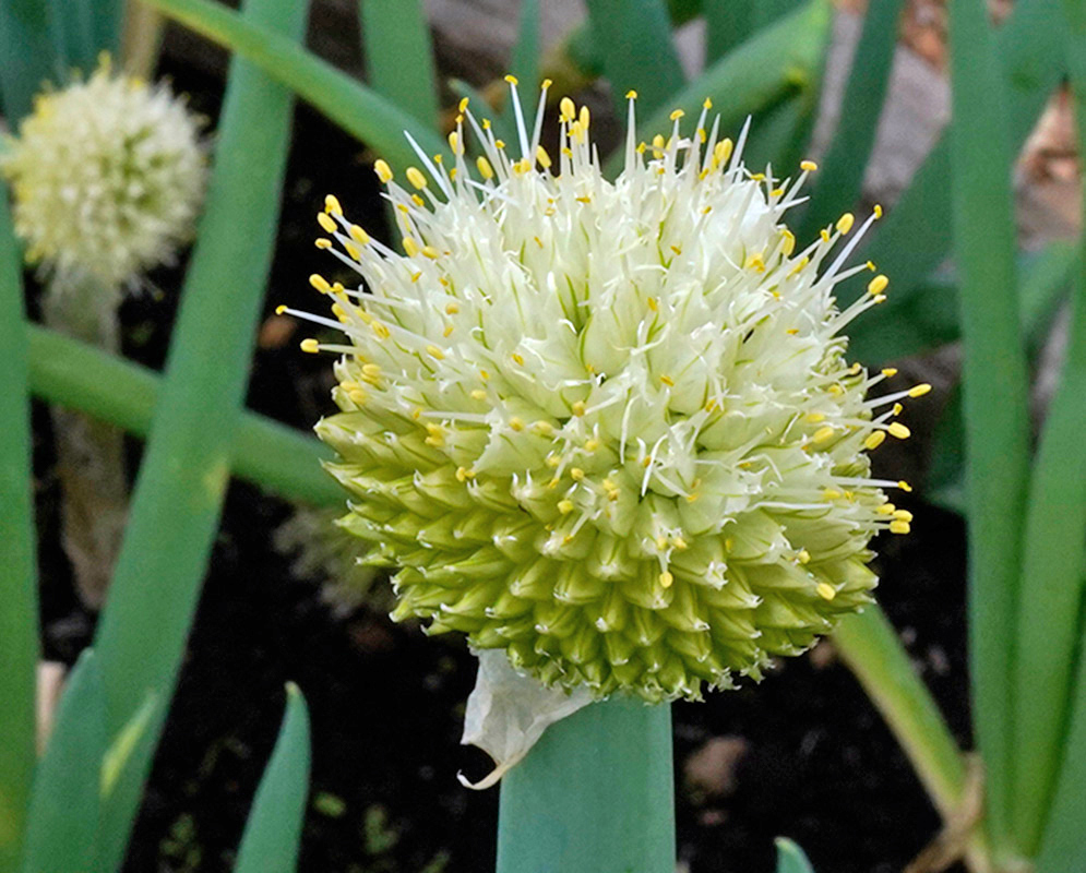 Allium fistulosum – Early White Flowering Stage Close-up of a developing inflorescence of Allium fistulosum with emerging white flowers and yellow-tipped stamens, surrounded by green cylindrical stalks and garden soil
