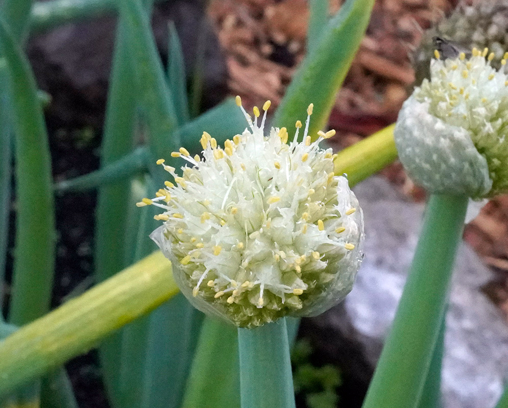 Allium fistulosum – Flower Cluster in Bloom Fully emerged inflorescence of Allium fistulosum displaying a dense spherical cluster of white florets with prominent yellow anthers, surrounded by green stalks and foliage