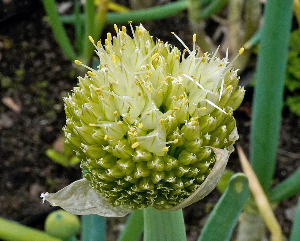 Allium fistulosum – Flower Cluster Emerging Early-stage inflorescence of Allium fistulosum with tightly packed, pale green florets beginning to bloom, surrounded by a translucent papery bract at the top of the stalk