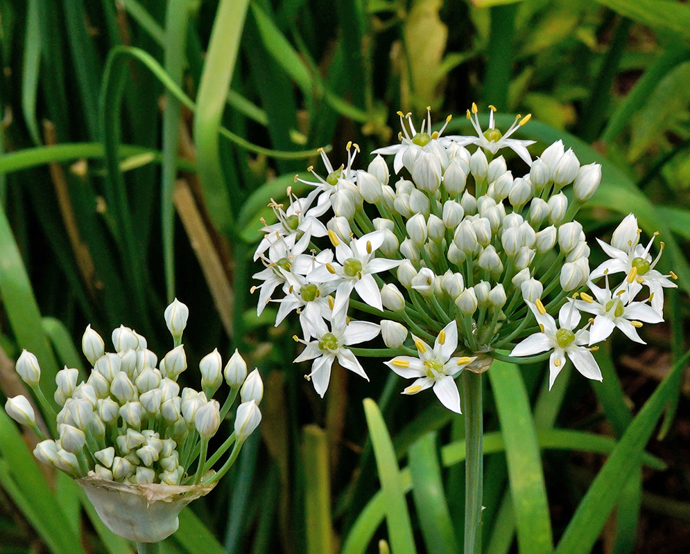 A rounded cluster of small white star-shaped Allium neapolitanum flowers emerging from a dense bud among slender green leaves