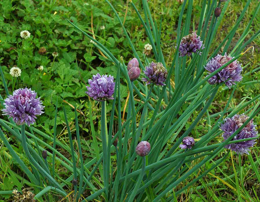 The edible leaves and purple flowers of Allium schoenoprasum plant