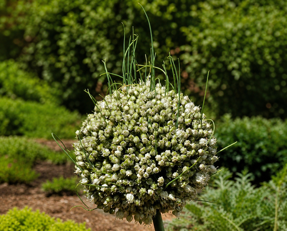Allium stipitatum Round Seed Head A rounded Allium stipitatum seed head densely packed with pale developing capsules
