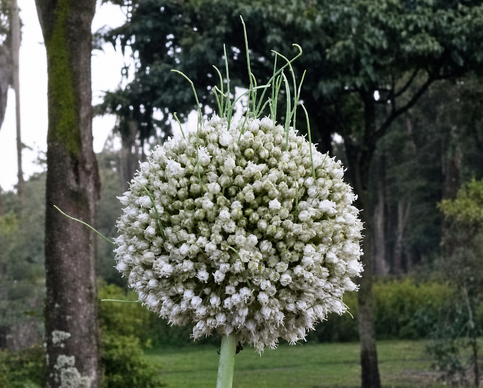 Spherical cluster of small white Allium stipitatum flowers on a tall stalk, with several green seed stalks emerging from the top
