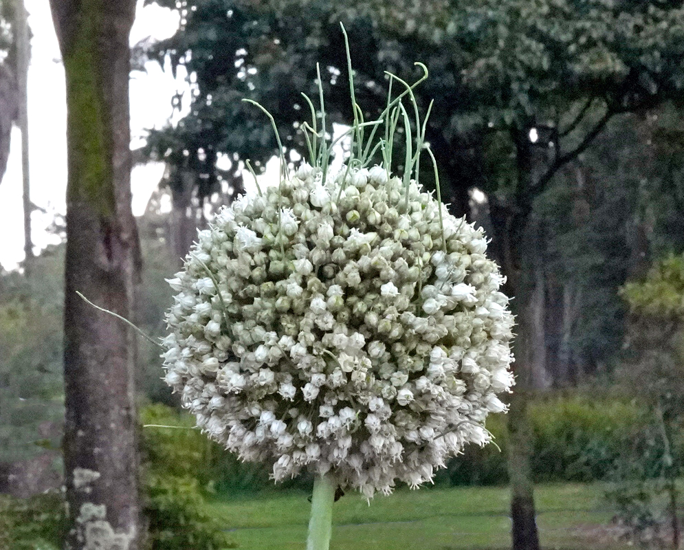 Allium stipitatum Flower Head Spherical cluster of small white Allium stipitatum flowers on a tall stalk, with several green seed stalks emerging from the top