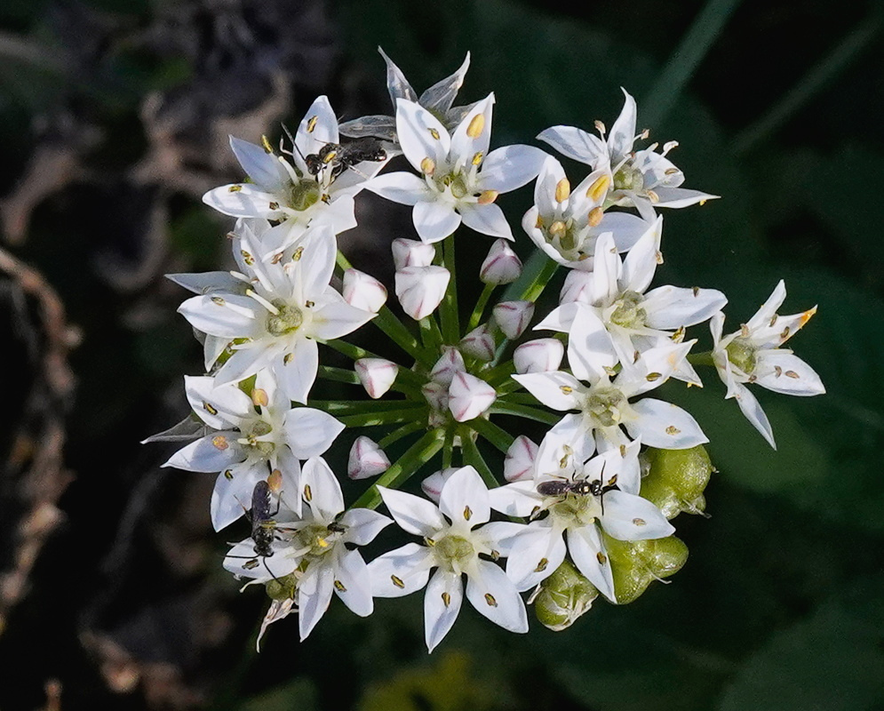 Allium tuberosum White Flowers Dark Anthers Allium tuberosum bears a rounded head of white flowers with dark anthers