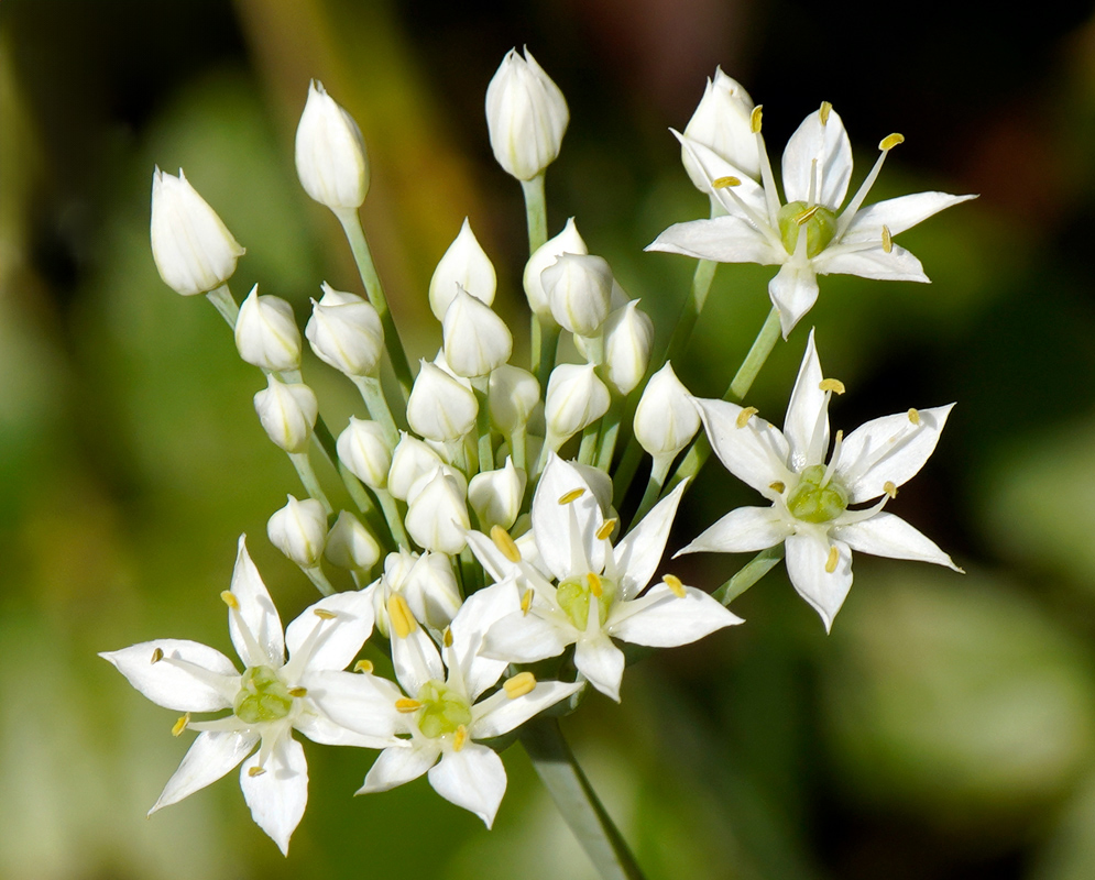 A compact umbel of open star-shaped white flowers with pale green centers and yellow-tipped stamens emerging alongside tightly closed buds of Allium tuberosum