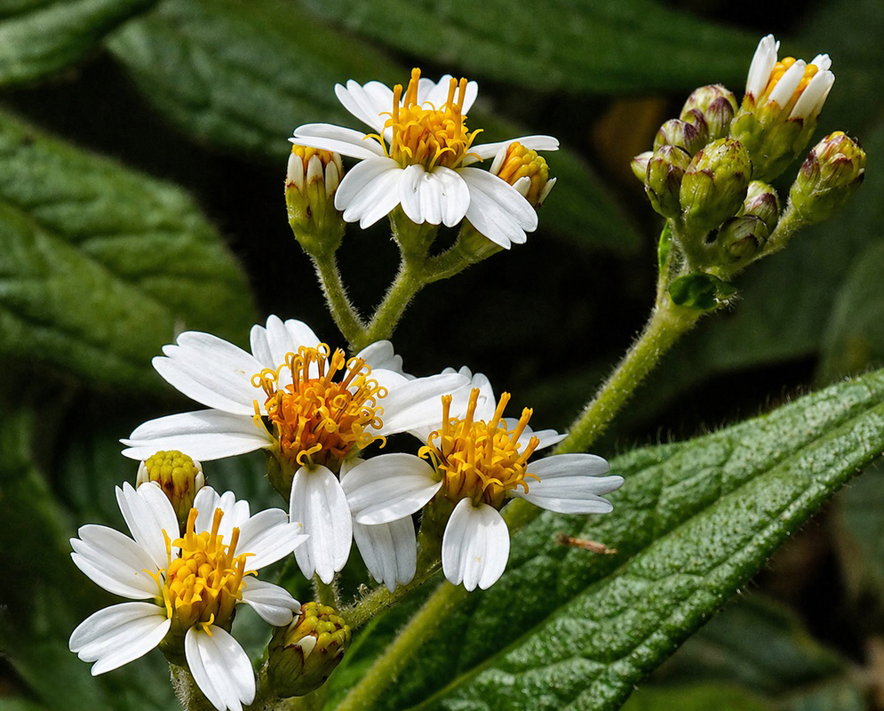 Alloispermum caracasanum blooms showing white petals, yellow florets, and emerging buds