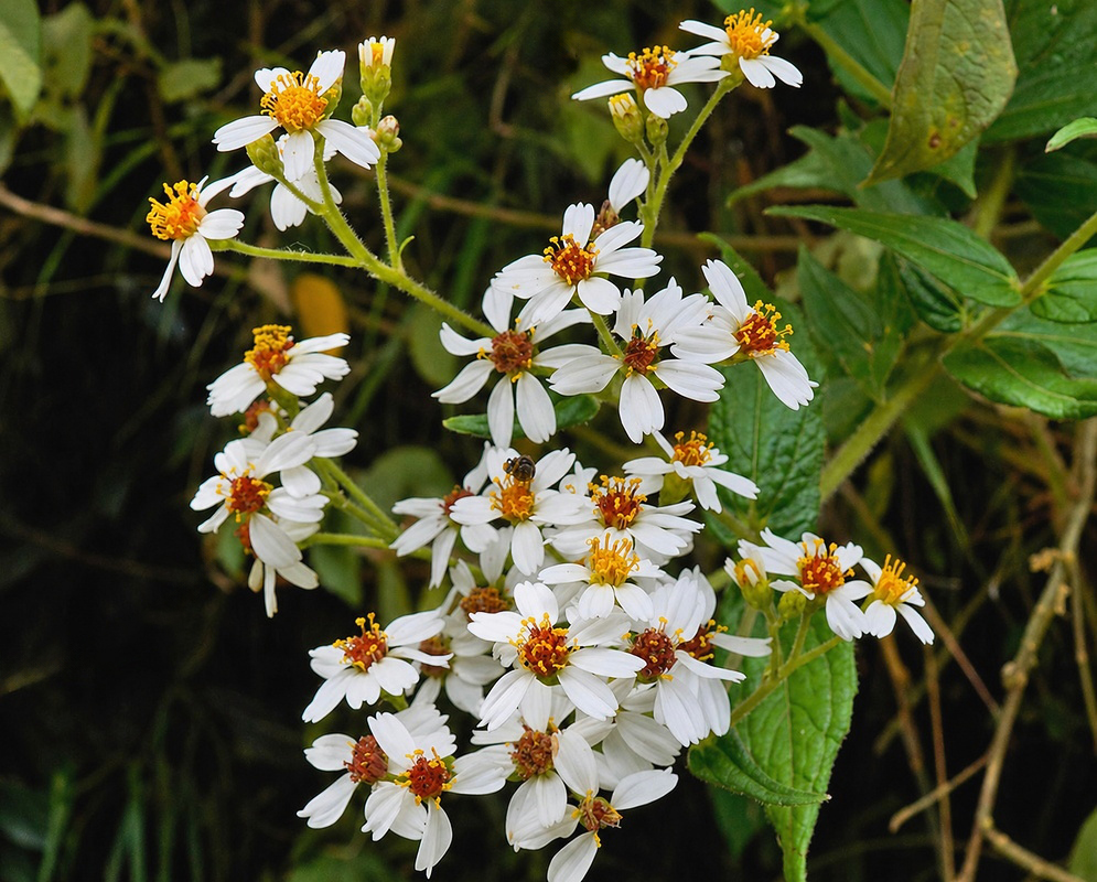 Alloispermum caracasanum – Native Colombian Highland Flora A cluster of white Alloispermum caracasanum flowers with orange and yellow centers and pointed green leaves