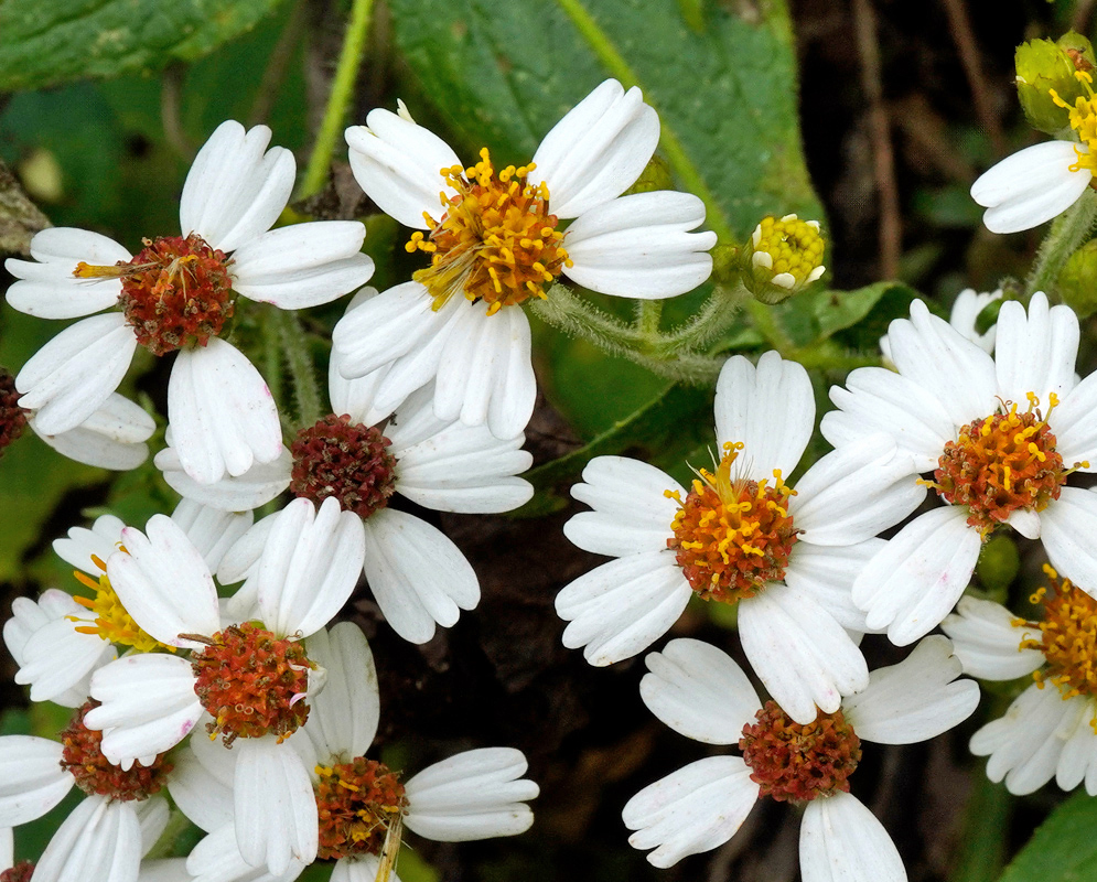 A dense cluster of white daisy-like flower heads with broad ray florets and bright orange-yellow disc florets belonging to Alloispermum caracasanum