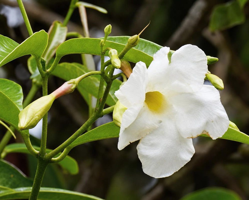Allomarkgrafia brenesiana has a white funnel-shaped flower with broad rippled lobes and a yellow throat