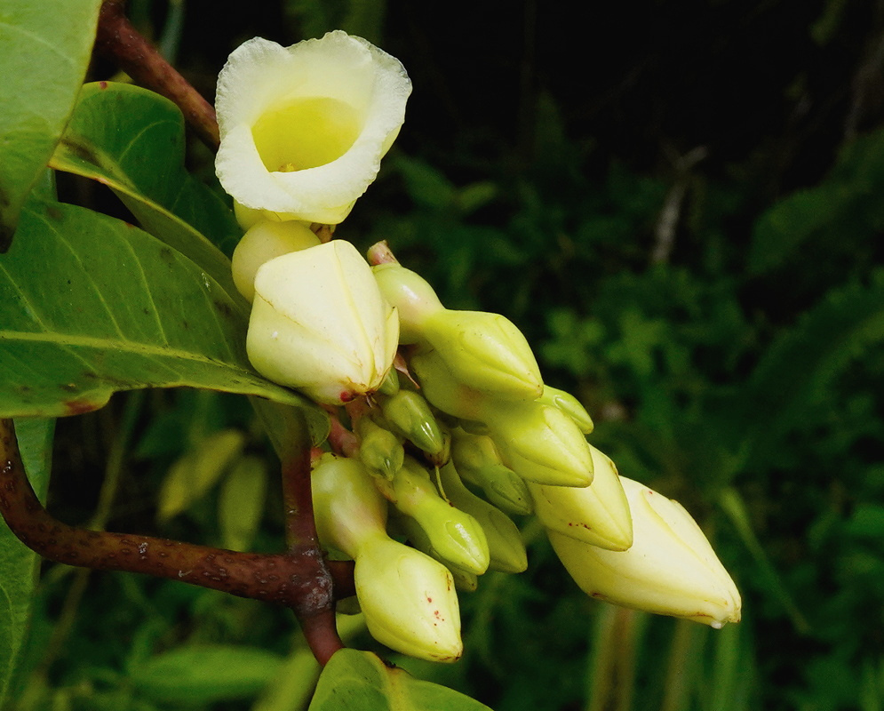Allomarkgrafia plumeriiflora has pale cream funnel-shaped flowers beside a dense cluster of unopened buds