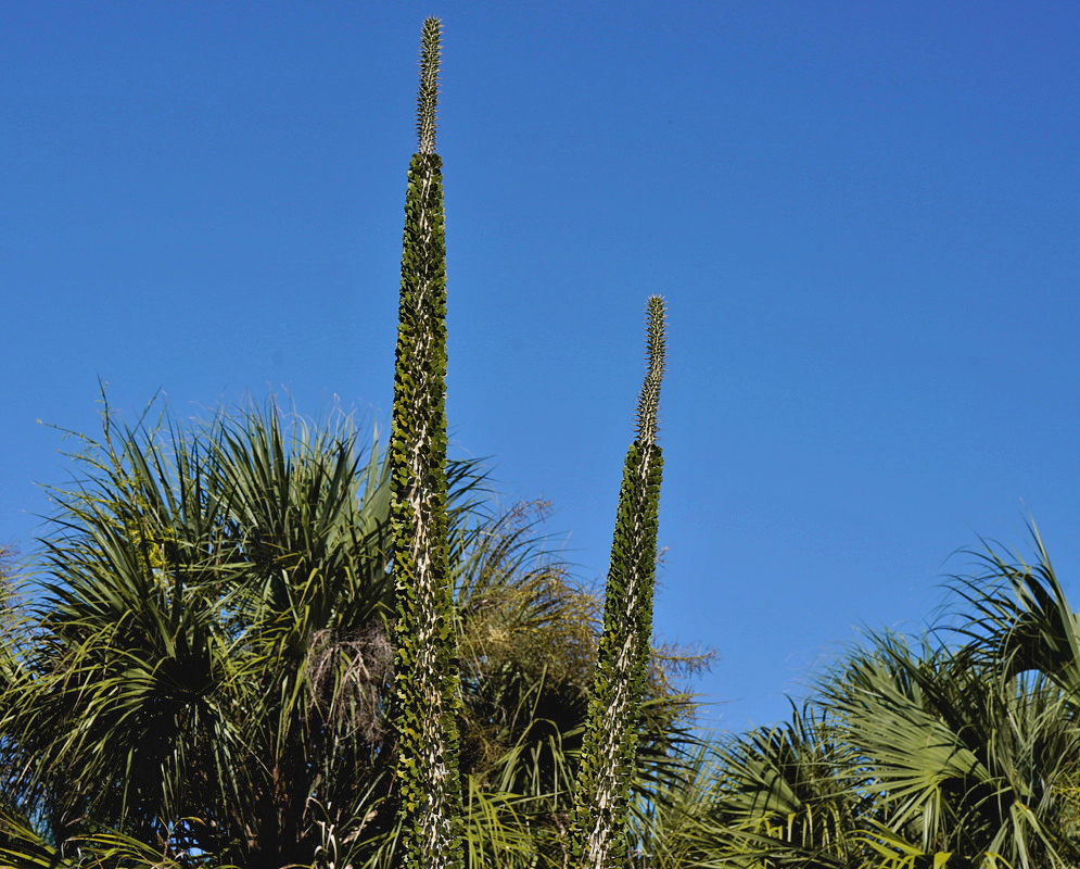 Alluaudia ascendens rises in tall narrow spiny stems with small leaves against a blue sky