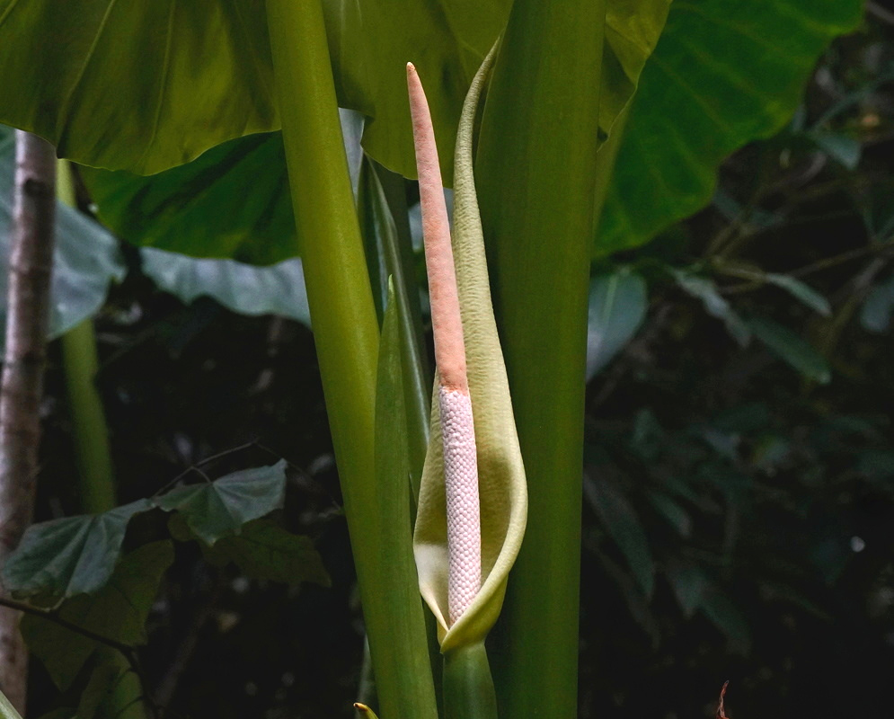 A slender pale Alocasia odora spadix rises inside a partly opened green spathe