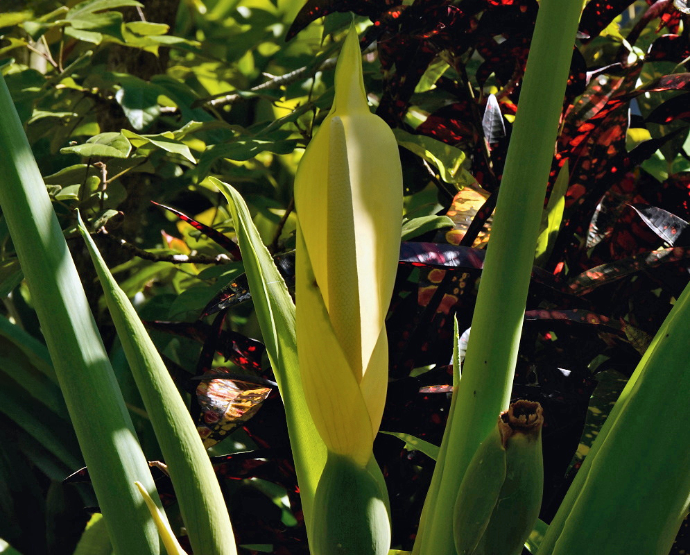 A pale green Alocasia sanderiana spathe opens around an upright cream spadix
