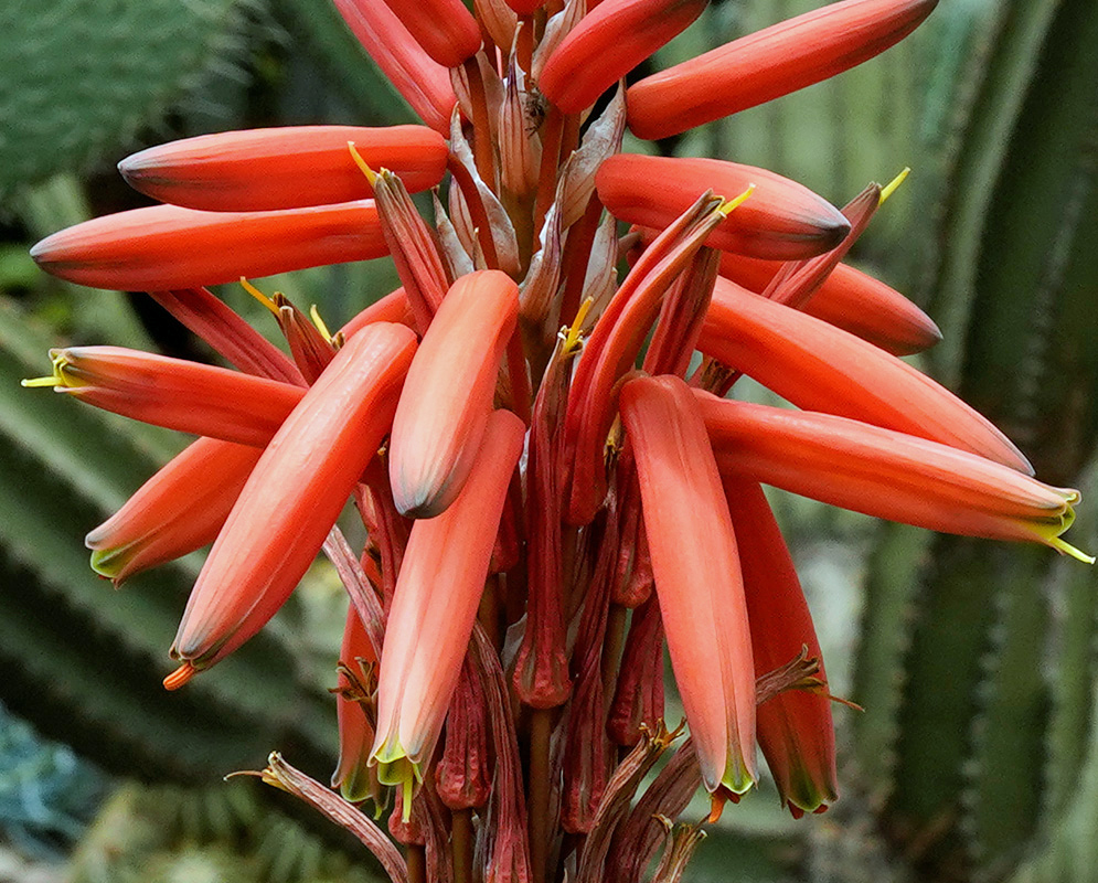 Bright red tubular flowers of Aloe arborescens emerging from a central spike, surrounded by cactus in the background