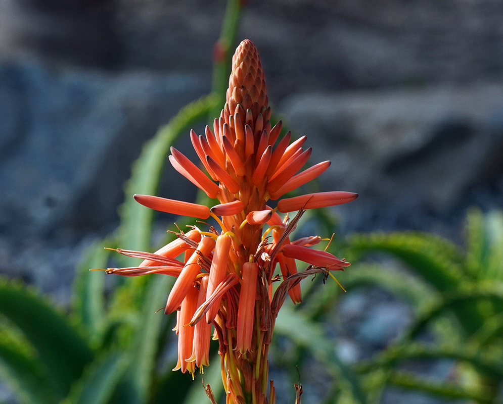 Orange-hued flowers of Aloe arborescens in varying stages of bloom on a single spike, with long green leaves in the background