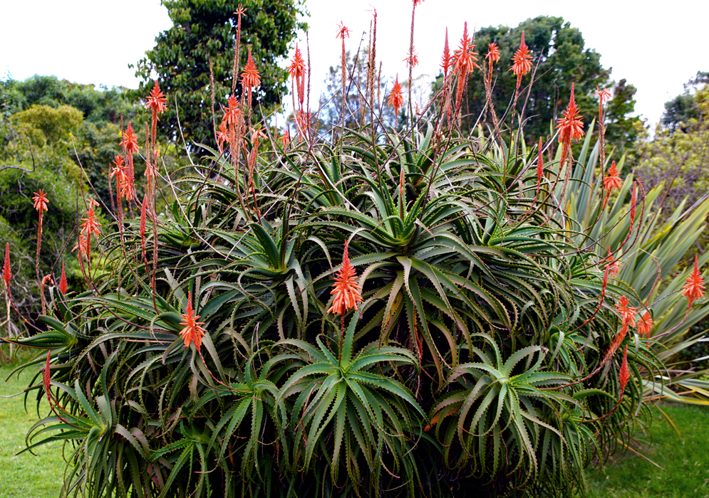 Sprawling Aloe arborescens plants with vibrant red flowers under cloudy skies
