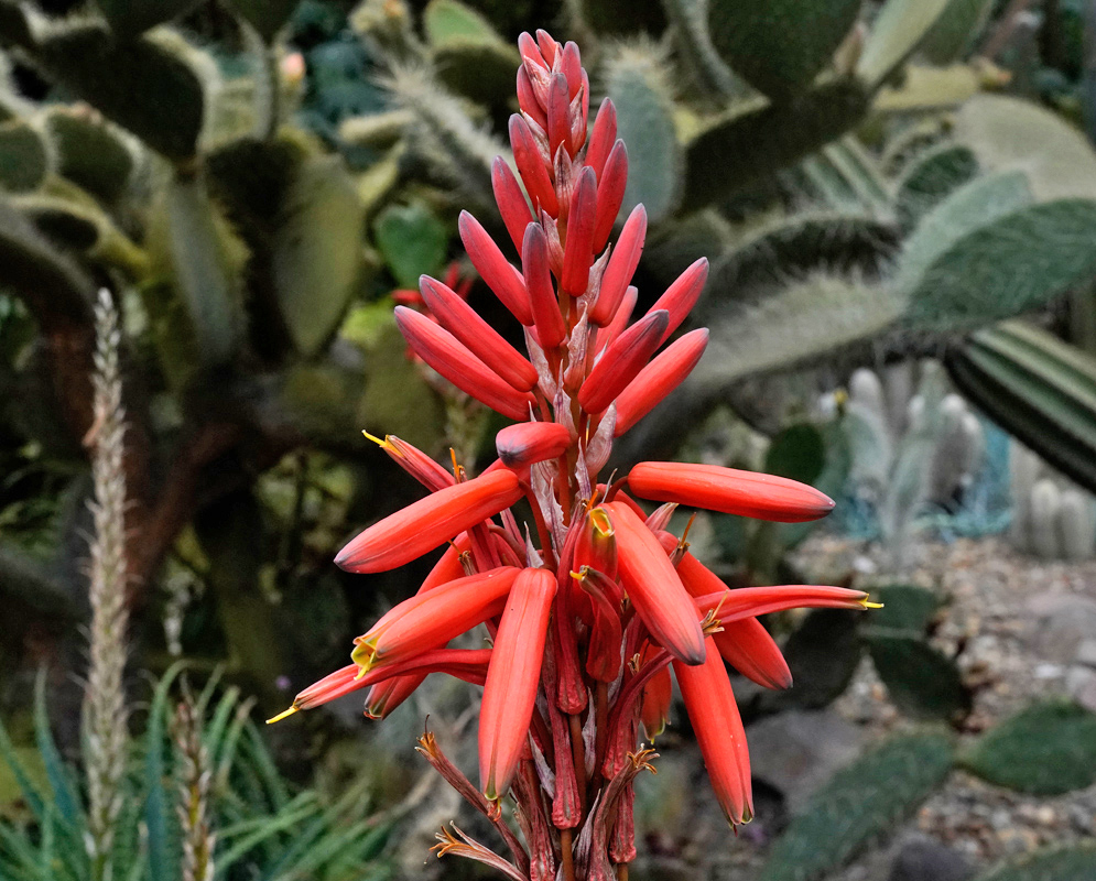 Dense red inflorescence of Aloe arborescens with tubular flowers arranged in a spike, set against a backdrop of cactus foliage