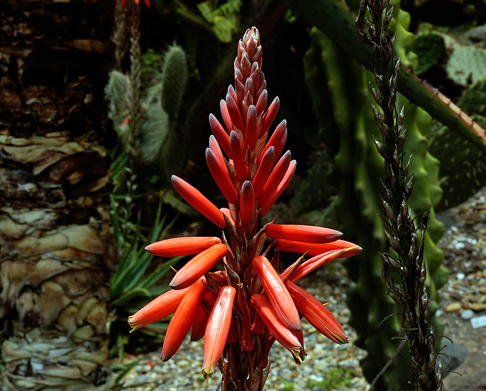 Dense cluster of orange-red tubular flowers blooming on an Aloe arborescens inflorescence, with cactus and arid foliage in the background