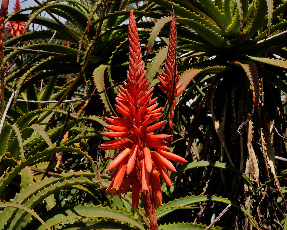 Bright orange-red Aloe arborescens flower spike emerging from dense rosettes of spiny, green succulent leaves under full sun