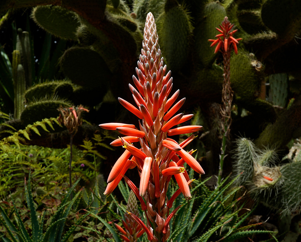Tall spike of vivid orange tubular flowers on Aloe arborescens, surrounded by spiky foliage and various cactus species in the background