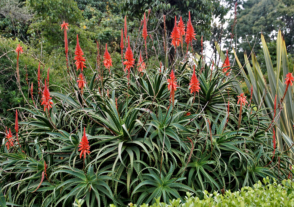Many Aloe arborescens racemes with cylindrical shaped red-orange flowers and rosettes of spiky leaves