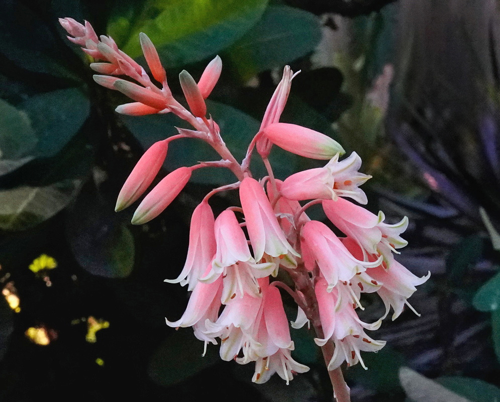 Aloe bellatula bears hanging pink bell-shaped flowers with pale flared tips