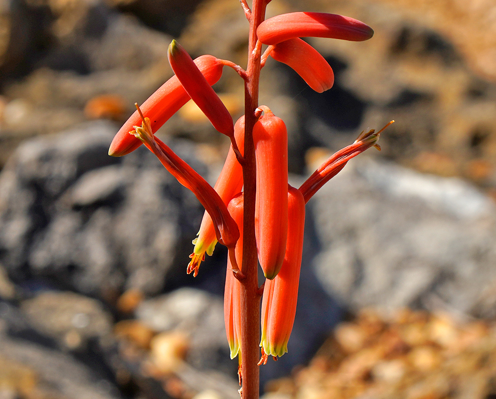 Orange Aloe dorotheae flowers with yellow tips