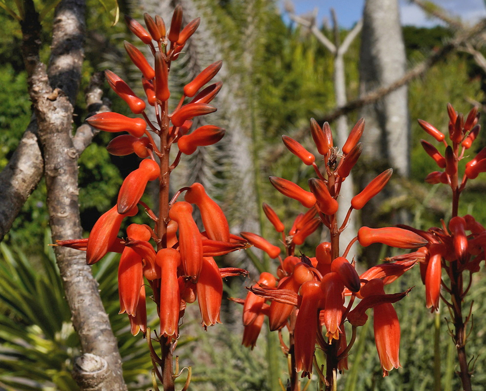 Aloe dyeri has glossy red tubular flowers and upright buds on branching flower stalks