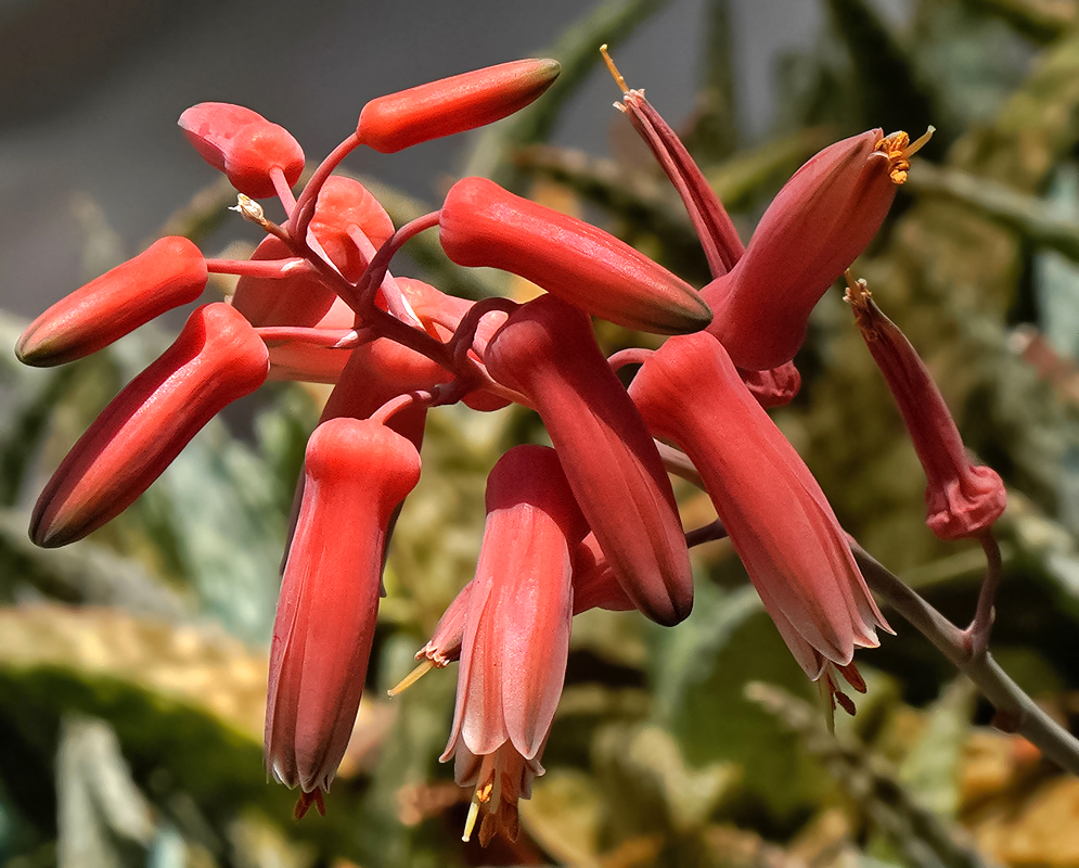 Red Aloe hybrid flower with yellow pistels