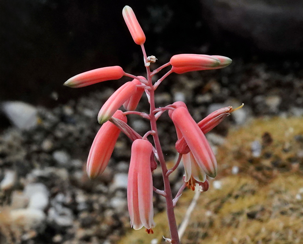 Aloe johannis has drooping coral-pink tubular flowers on a loosely branching stalk