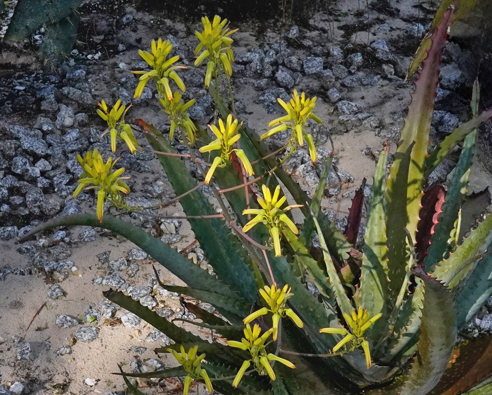 Aloe labworana produces small yellow flowers on slender branches above a toothed rosette