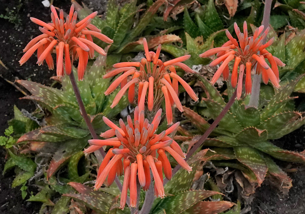 Five coral-orange flower clusters of Aloe maculata rising on tall stalks above green, spotted succulent leaves with reddish edges in a garden bed