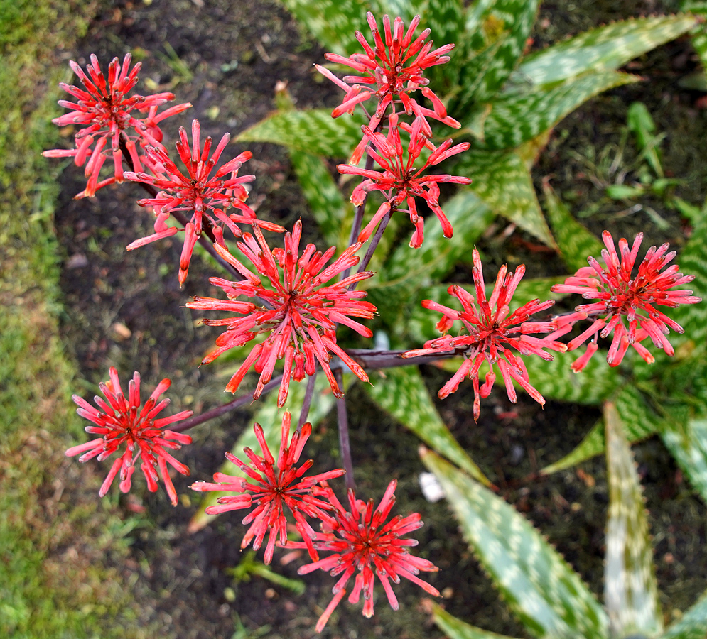 Aloe maculata flower clusters from above